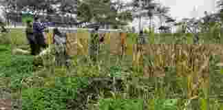 Koramil 1309 Panawangan Ciamis Panen Perdana Jagung