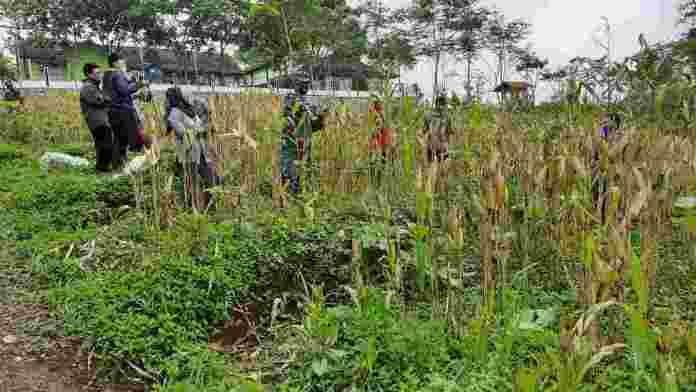 Koramil 1309 Panawangan Ciamis Panen Perdana Jagung