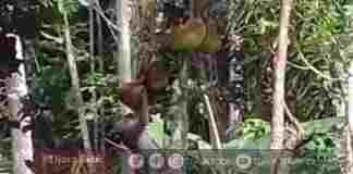 Monyet Gunung Sawal Ciamis