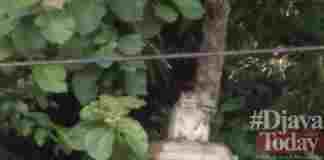 Monyet di Wisata Karangkamulyan Ciamis Sering Keluar Hutan
