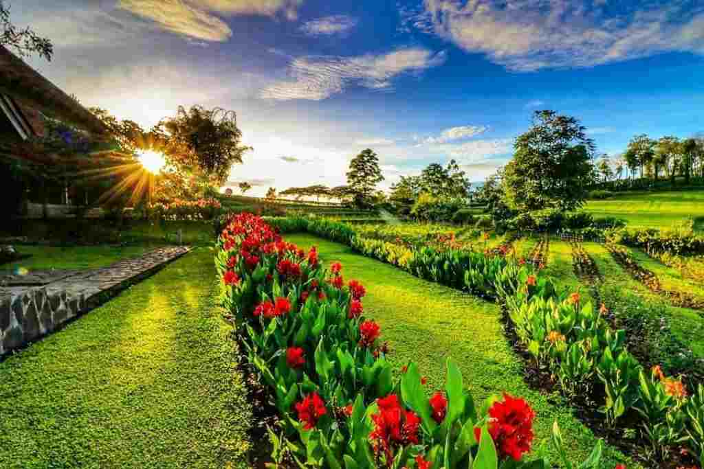 Pesona dan Romantisme Wisata Kebun Mawar Situhapa Garut