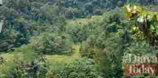 puncak batu walet