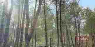 Jungle Milk Lembang