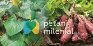 Komoditas Unggulan Petani Milenial