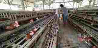 Harga telur anjlok