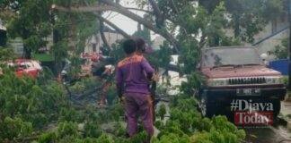 Pohon trembesi tumbang