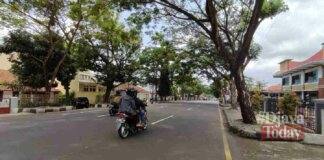 Pohon trembesi