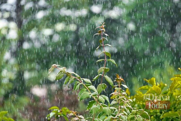 merawat tanaman saat musim hujan