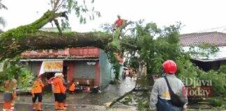Pohon tumbang di jalan nasional