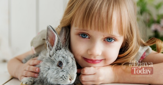 cara merawat kelinci