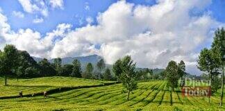 kebun teh di garut