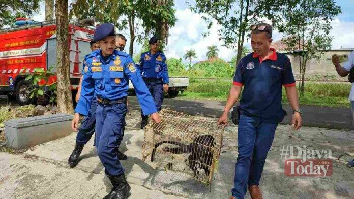 Damkar Ciamis Evakuasi Lutung