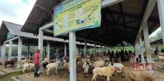 Permintaan Domba Ciamis