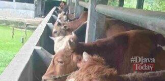 Peternak Sapi di Ciamis