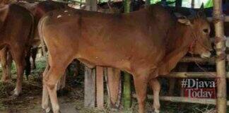 Kebutuhan hewan kurban