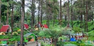 Hutan Pinus Limpakuwus