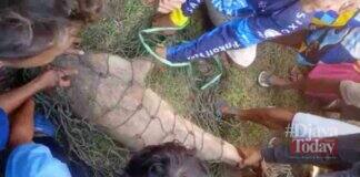 Babi hutan masuk toko