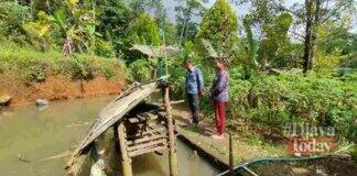 Macan turun gunung permukiman
