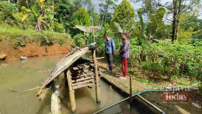 Macan turun gunung permukiman