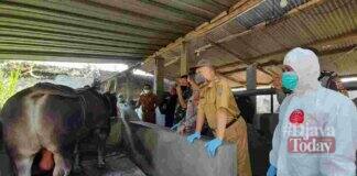 Antemortem Postmortem Ciamis