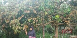 Penyakit karat daun