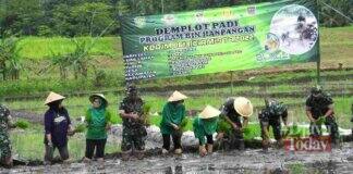 Pupuk Bios 44 padi