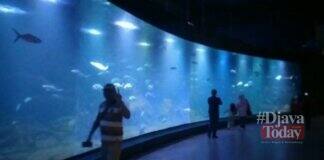 Aquarium Indonesia Pangandaran