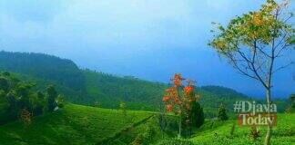 Kebun Teh Cipasung