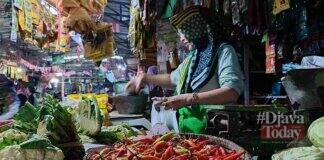 Harga cabai domba