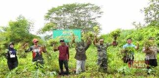 Panen kacang tanah