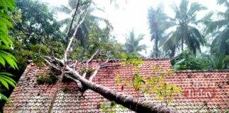 Rumah pohon tumbang