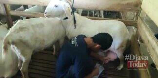 Peternakan kambing perah