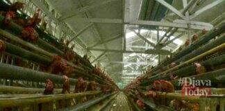 Penghasil ayam pedaging terbesar