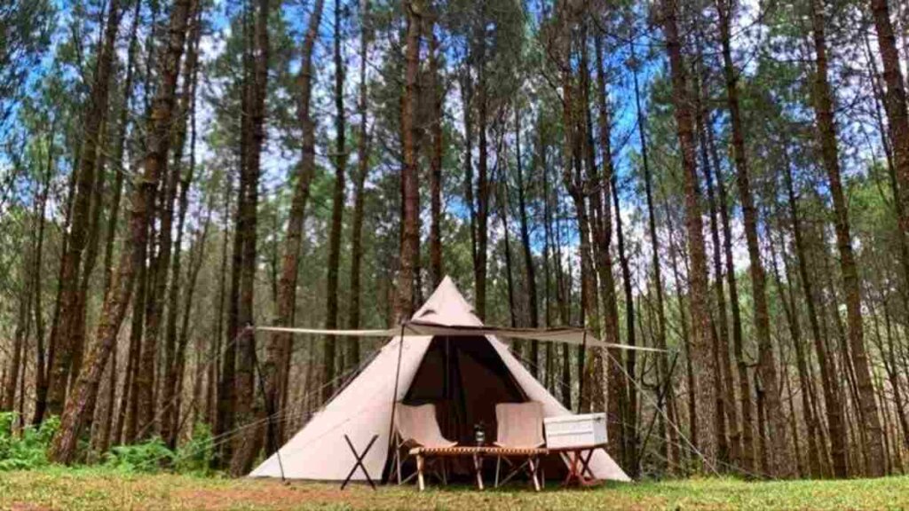 Tangkal Pinus Jayagiri Objek Wisata Camping Terbaru Di Bandung 5584