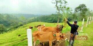 Mini ranch sapi Pasundan