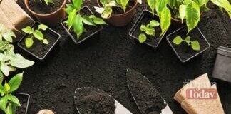 Tips Berkebun di Rumah