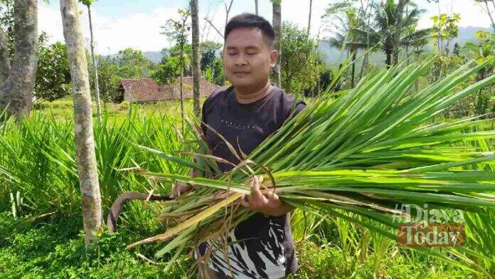 Petani Milenial ciamis