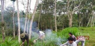 Lahan desa peternakan sapi