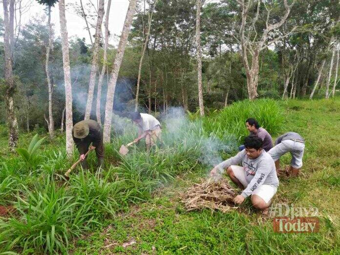 Lahan desa peternakan sapi