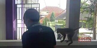Monyet besar rsud