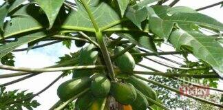 Manfaat daun pepaya