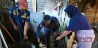 Bangkai Kucing