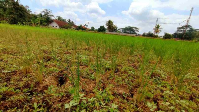 Lahan sawah