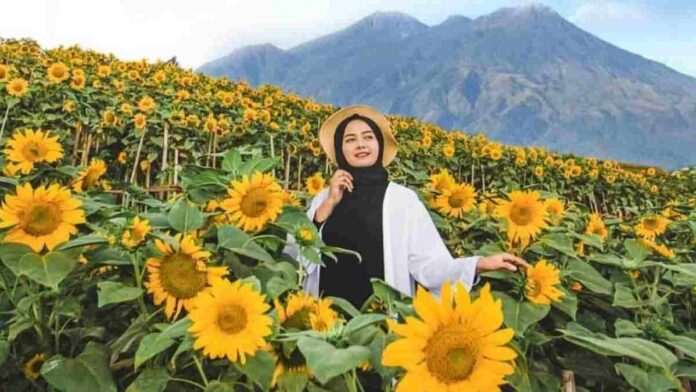 Ladang Bunga Matahari Malang