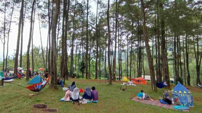 Hutan Pinus Darmacaang Hill