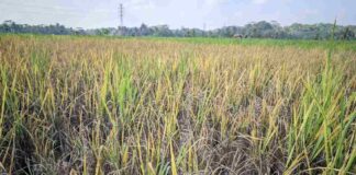 Hama Wereng Serang Sawah