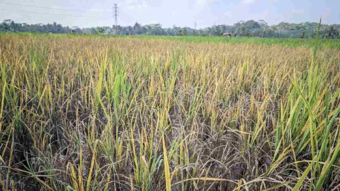 Hama Wereng Serang Sawah