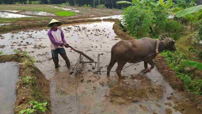 Kerbau bajak sawah