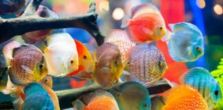 Rekomendasi Ikan Hias Air