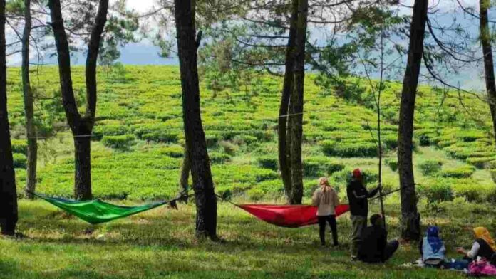 Hutan Pinus Pakawa merupakan sebuah objek wisata alam yang menyuguhkan keindahan hutan pinus dengan suasana yang tenang.